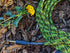 Pig Hog "Yellow Graffiti" Instrument Cable, 10ft Straight