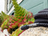 Pig Hog "Black Woven" Instrument Cable, 10ft Right Angle